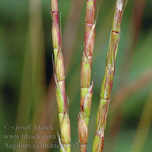 Aegilops cylindrica Mnohoštet valcovitý válcovitý Jointed goatgrass