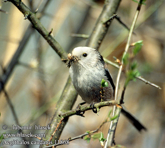 Aegithalos caudatus Long-tailed Tit Schwanzmeise Mésange longue queue Mito