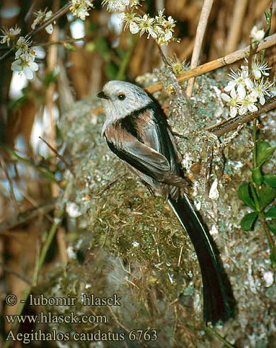 Aegithalos caudatus 6763