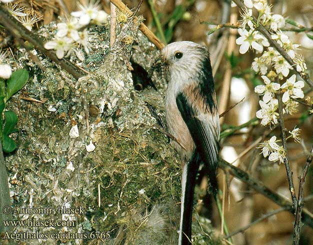 Aegithalos caudatus 6765