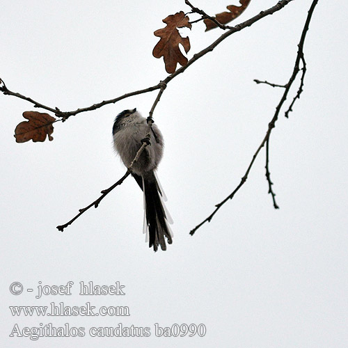 Long-tailed Tit Schwanzmeise Mésange longue queue Mito Mlynařík dlouhoocasý