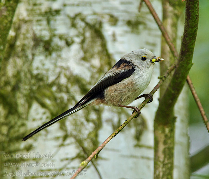 Aegithalos caudatus Mésange longue queue