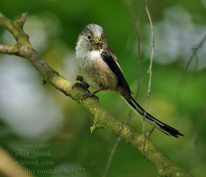 Aegithalos caudatus Schwanzmeise