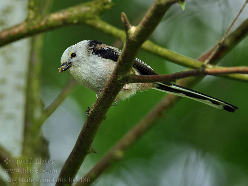 Aegithalos caudatus Long-tailed Tit