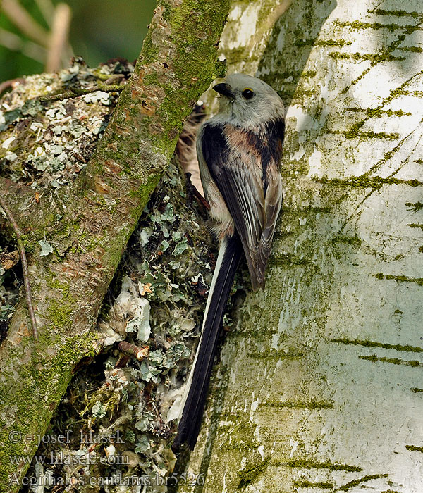 Aegithalos caudatus Mlynárka dlhochvostá Sinica dolgorepka