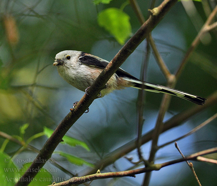 Aegithalos caudatus Garastīte Őszapó