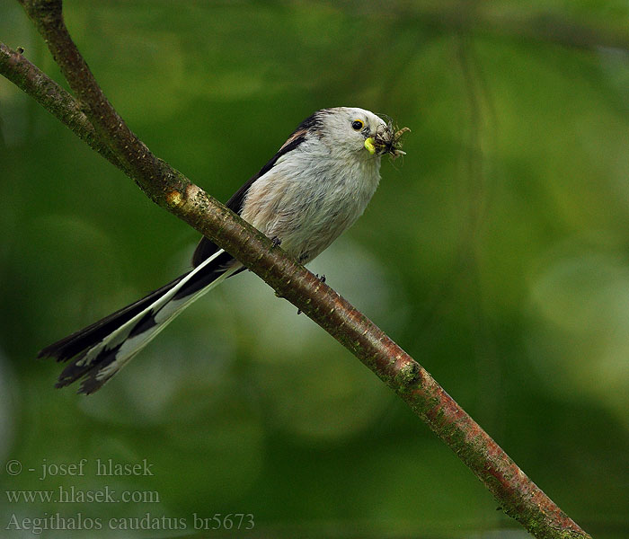 Aegithalos caudatus Codibugnolo Ilgauodegė zylė