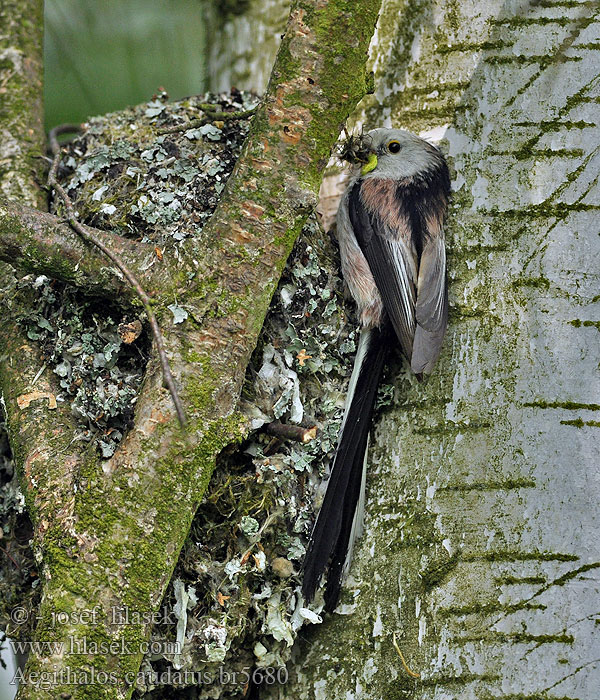 Aegithalos caudatus Дългопашатият синигер Sjenica Dugorepa