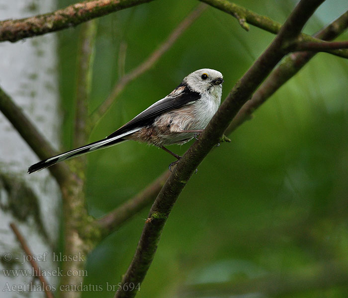 Aegithalos caudatus Uzunkuyruklu baştankara Сініца-апалоўник