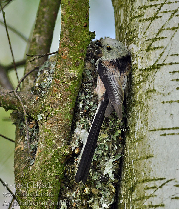 Aegithalos caudatus Chapim-rabilongo Довгохвоста синиця