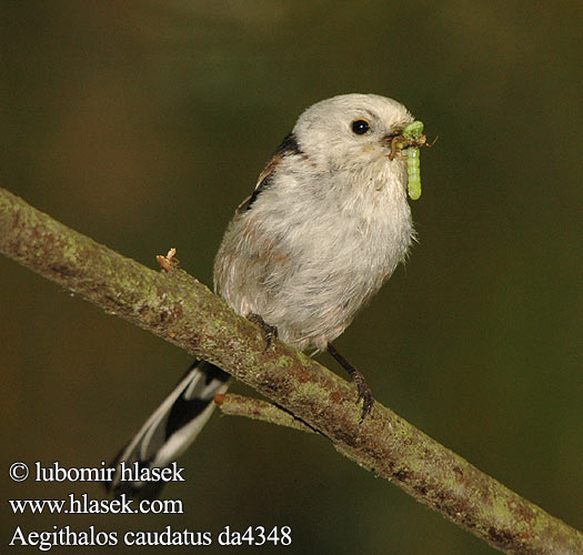 Aegithalos caudatus da4348