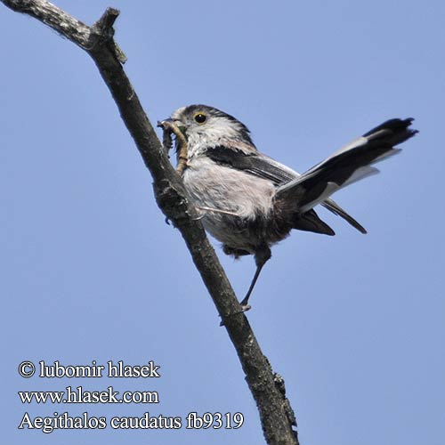 Sinica dolgorepka Dugorepa senica Stjärtmes Aegithalos caudatus