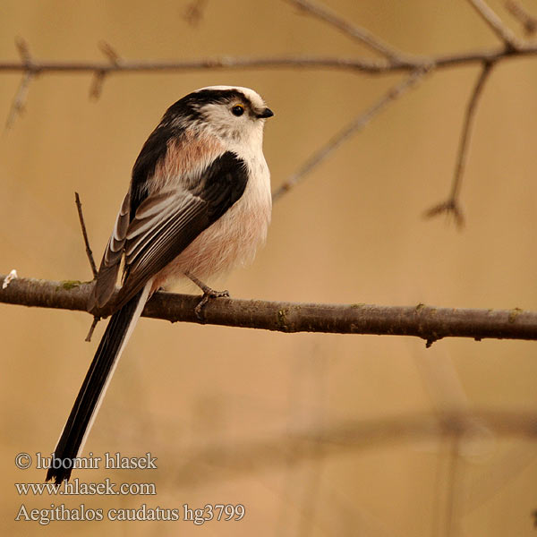 Aegithalos caudatus 銀喉長尾山雀 Длиннохвостая синица