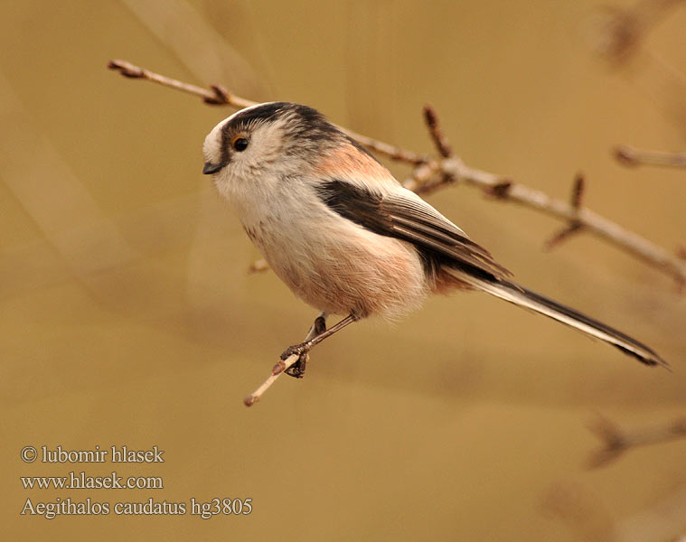 Aegithalos caudatus Stjertmeis Mallerenga cuallarga Buztanluze