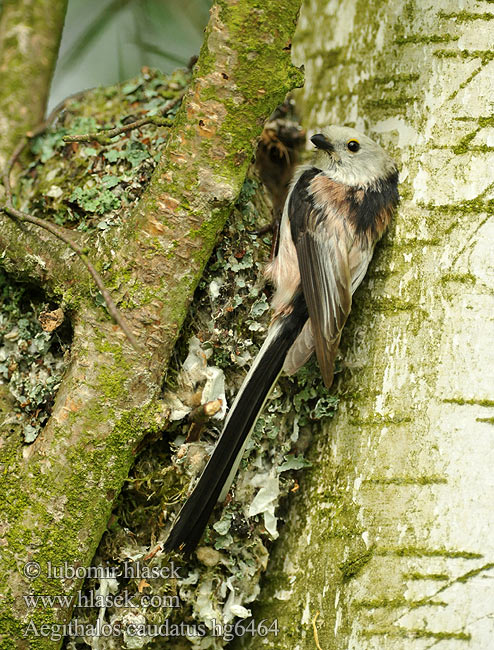 Aegithalos caudatus Mésange longue queue Mito