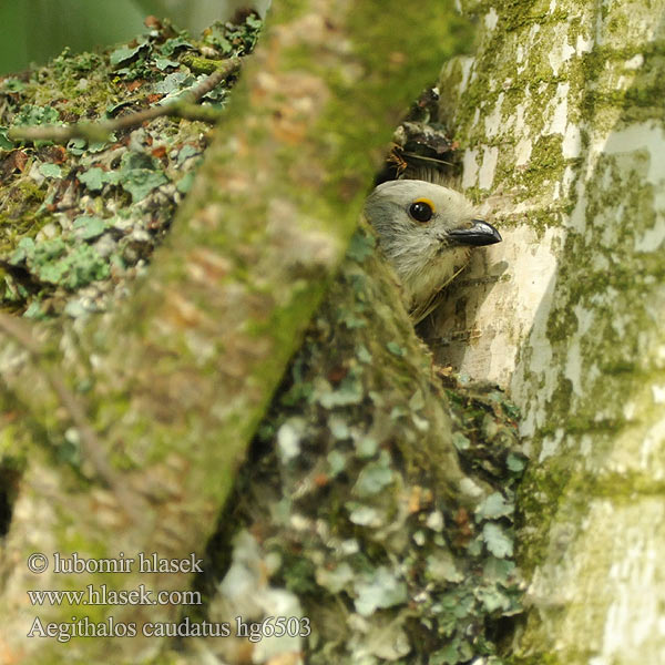 Aegithalos caudatus Long-tailed Tit Schwanzmeise