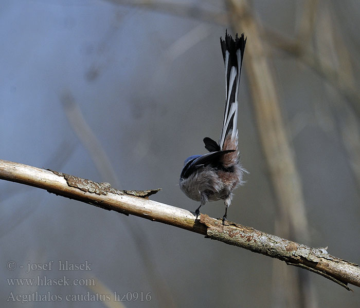 Mlynárka dlhochvostá Aegithalos caudatus