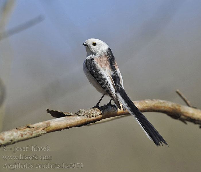 Sinica dolgorepka Aegithalos caudatus