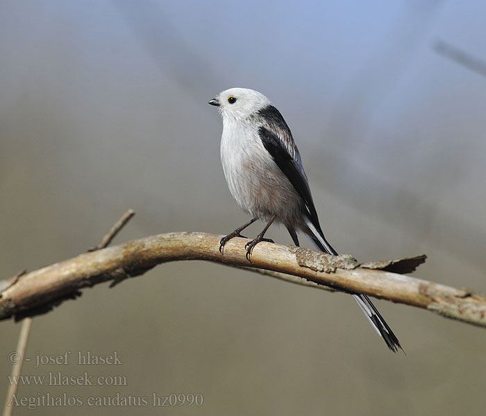 Dugorepa senica Aegithalos caudatus