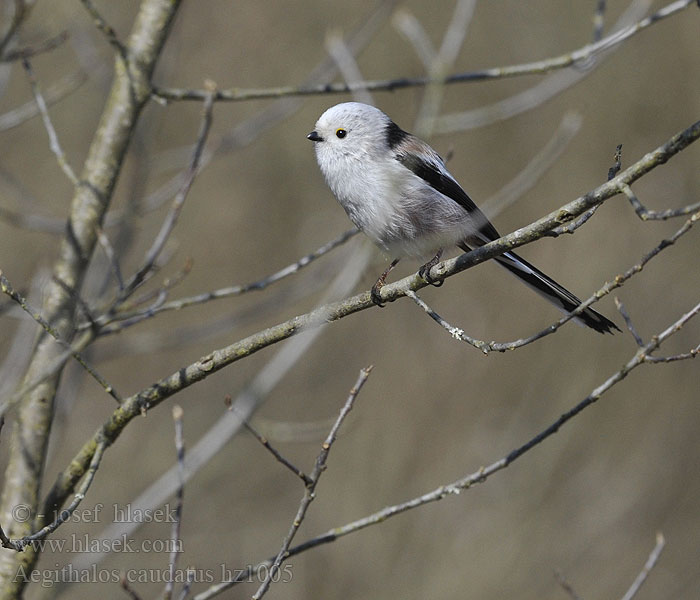 Stjärtmes Aegithalos caudatus