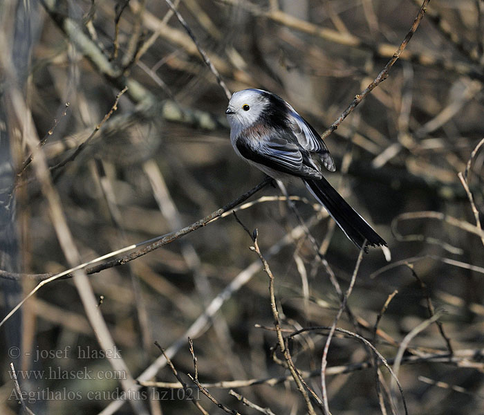 Mlynařík dlouhoocasý Aegithalos caudatus