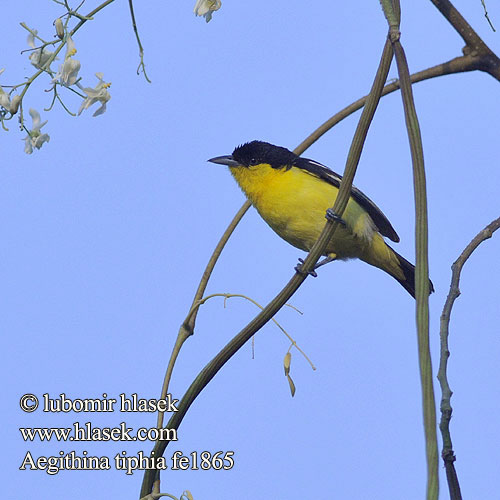 Aegithina tiphia Common Iora Black-winged Jora černohkřídlá