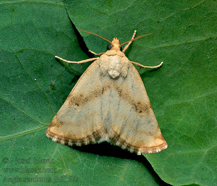 Aegle semicana