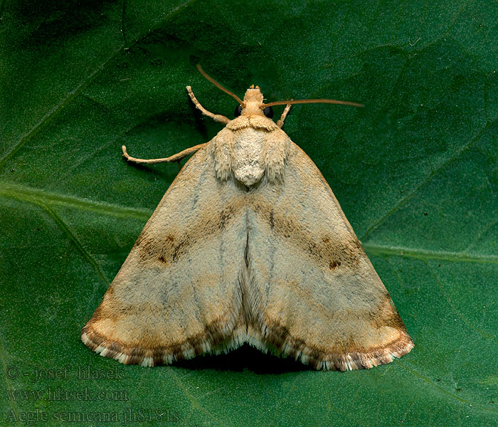 Aegle semicana