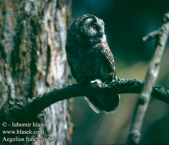 Lechuza Tengmalm Mochuelo Boreal Búho Orejicorto