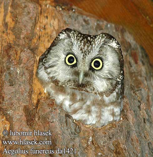 Aegolius funereus Tengmalm's Owl Rauhfußkauz Chouette