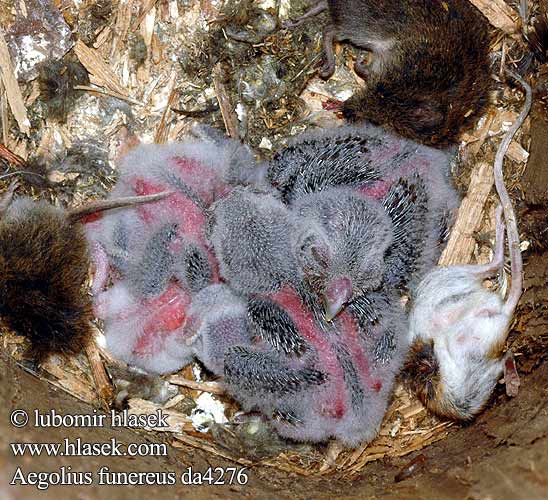 Aegolius funereus Tengmalm's Owl Rauhfußkauz Chouette