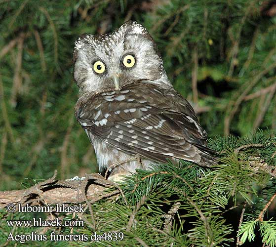 Tengmalm's Owl Rauhfußkauz Chouette Tengmalm Lechuza