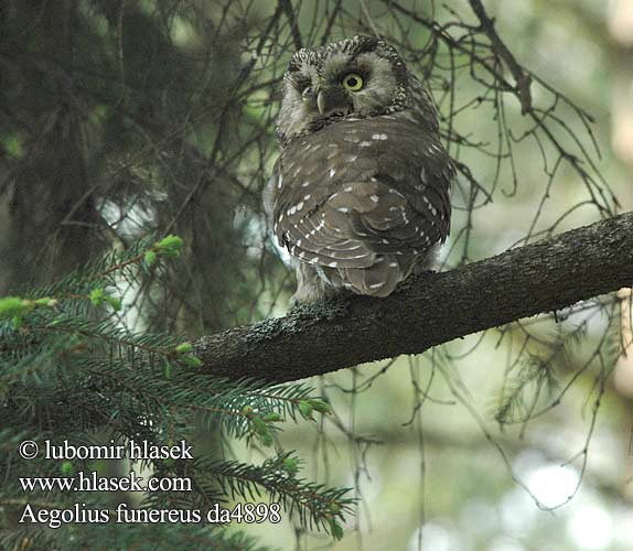 Mochuelo Boreal Búho Orejicorto Lechuzón campo