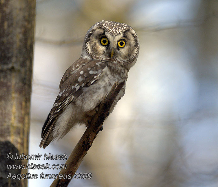 Aegolius funereus Tengmalm's Owl