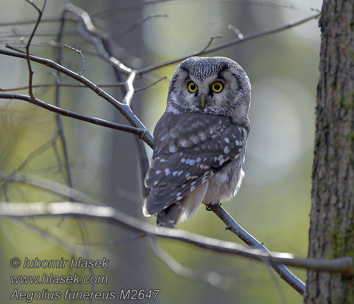 Aegolius funereus Lechuza Tengmalm Mochuelo Boreal