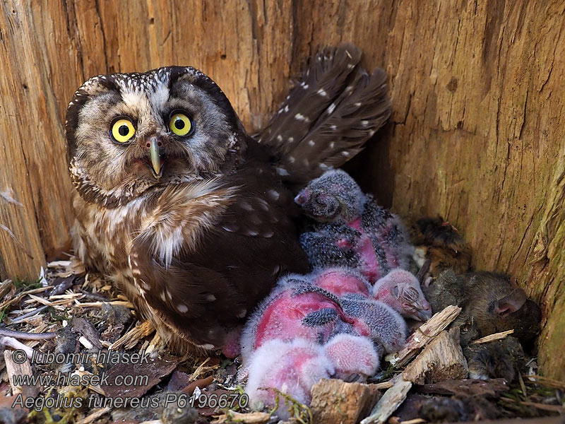 Lechuza Tengmalm Mochuelo Boreal Búho Orejicorto Lechuzón campo