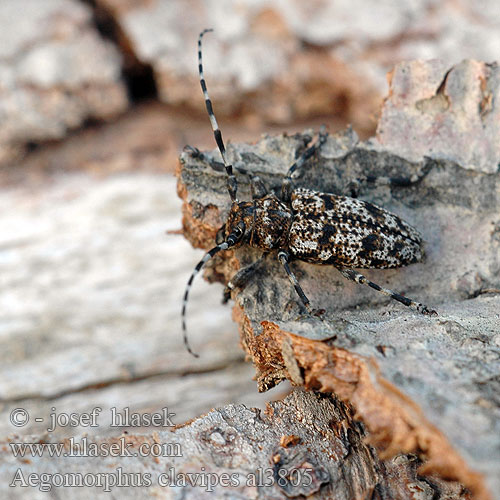 Aegomorphus clavipes Acanthoderes Spořec šedý Haapakatkiainen