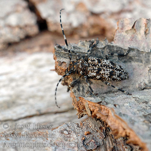 Aegomorphus clavipes Acanthoderes Spořec šedý Haapakatkiainen