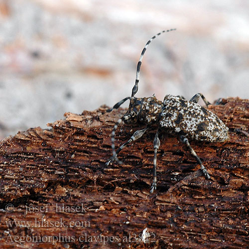 Spořec šedý Haapakatkiainen Aegomorphus clavipes Acanthoderes