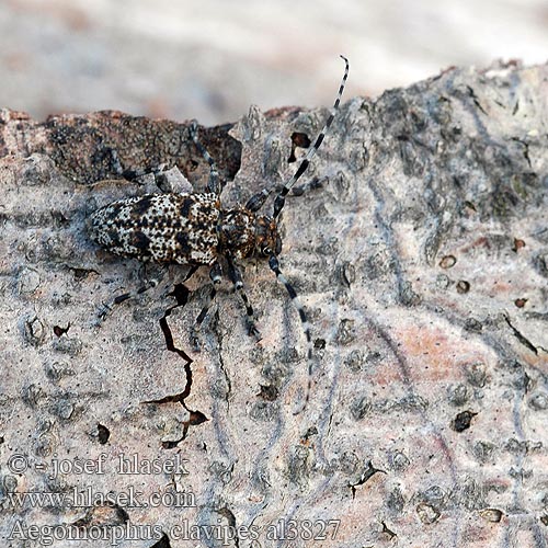 Acanthoderes clavipes Spořec šedý Haapakatkiainen Aegomorphus