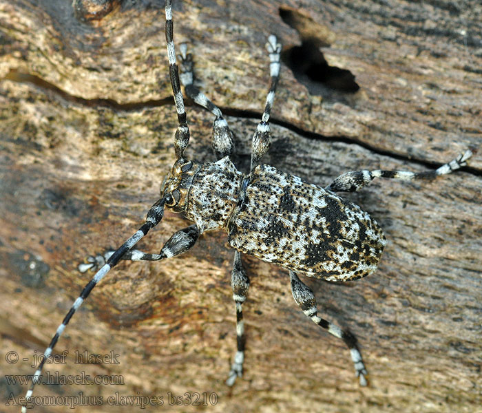 Spořec šedý Aegomorphus Acanthoderes clavipes