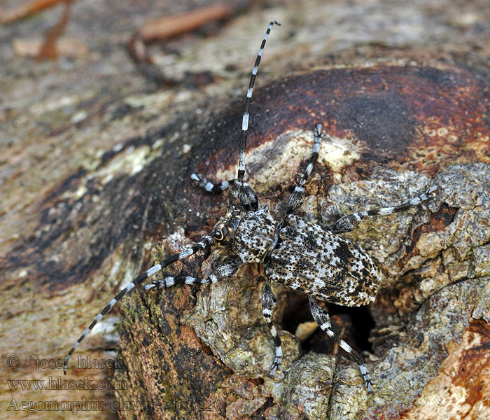 Keulenfüßige Scheckenbock Aegomorphus Acanthoderes clavipes