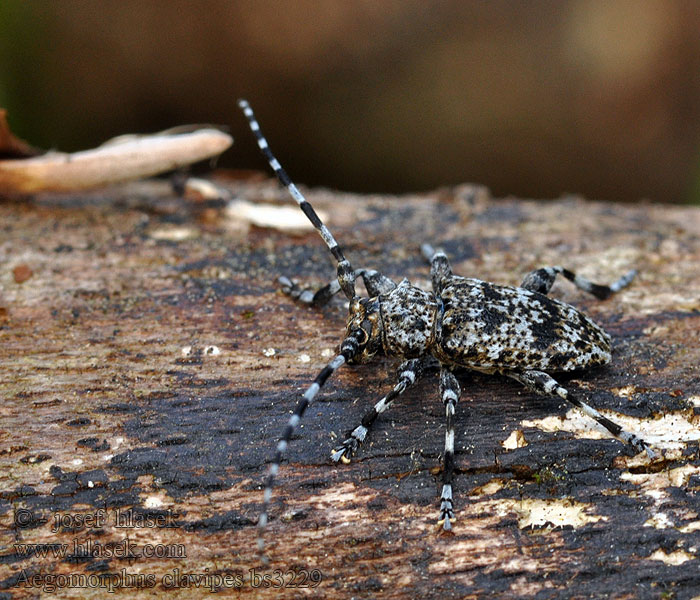 Spindelbock Aegomorphus Acanthoderes clavipes