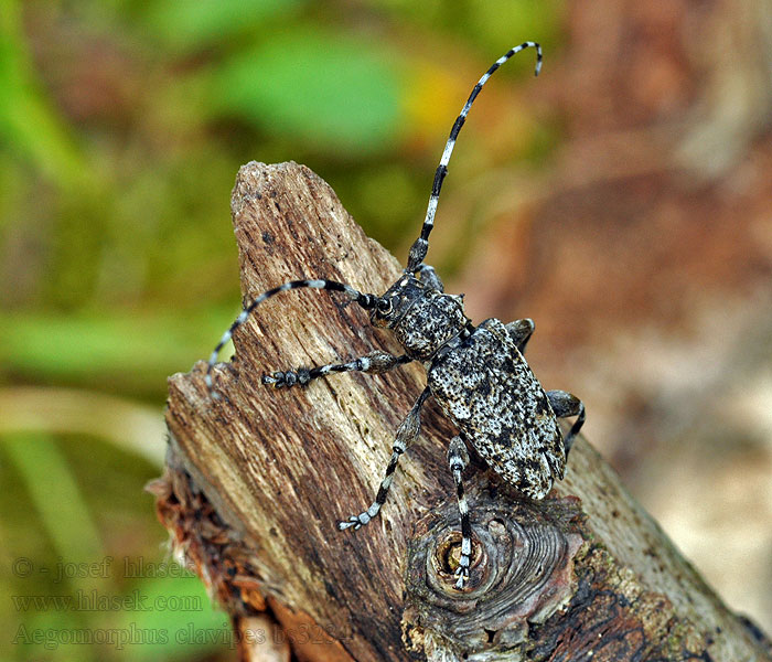 Aegomorphus clavipes