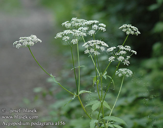 Aegopodium podagraria Ground Elder Giersch Podagrycznik pospolity