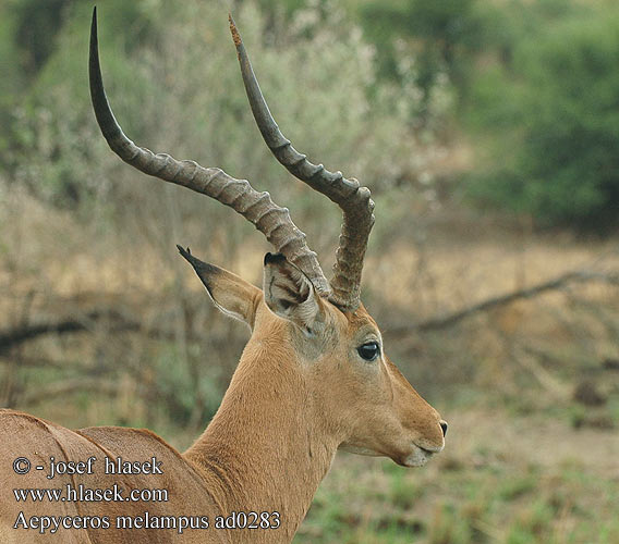 Aepyceros melampus Impala Antilopa Impala インパラ（ Импала Імпала