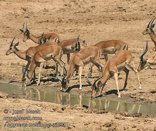 Aepyceros melampus Impala Antilopa Impala インパラ（ Импала Імпала