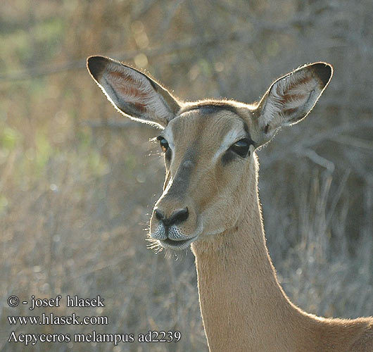 Impala Antilopa Impala インパラ（ Импала Імпала Aepyceros melampus