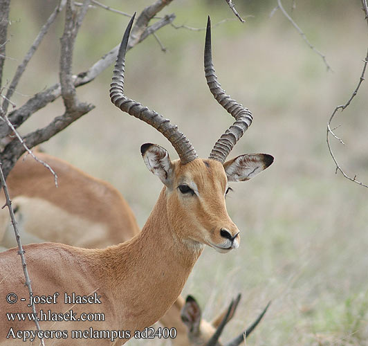 Impala Antilopa Impala インパラ（ Импала Імпала Aepyceros melampus