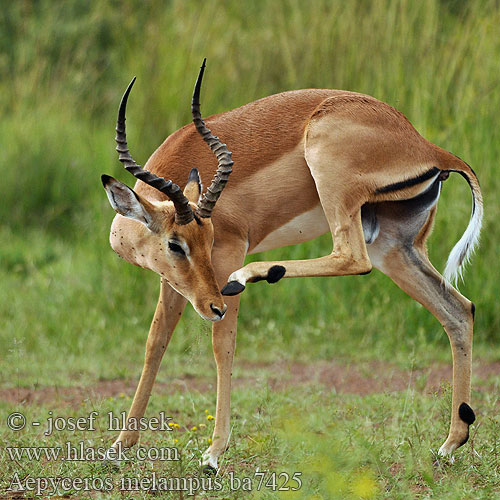 Impala Antilopa Impala インパラ（ Импала Імпала Aepyceros melampus